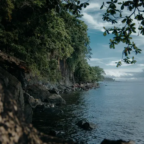 Trees arch over a rocky coastline and calm blue water beneath a clouded sky